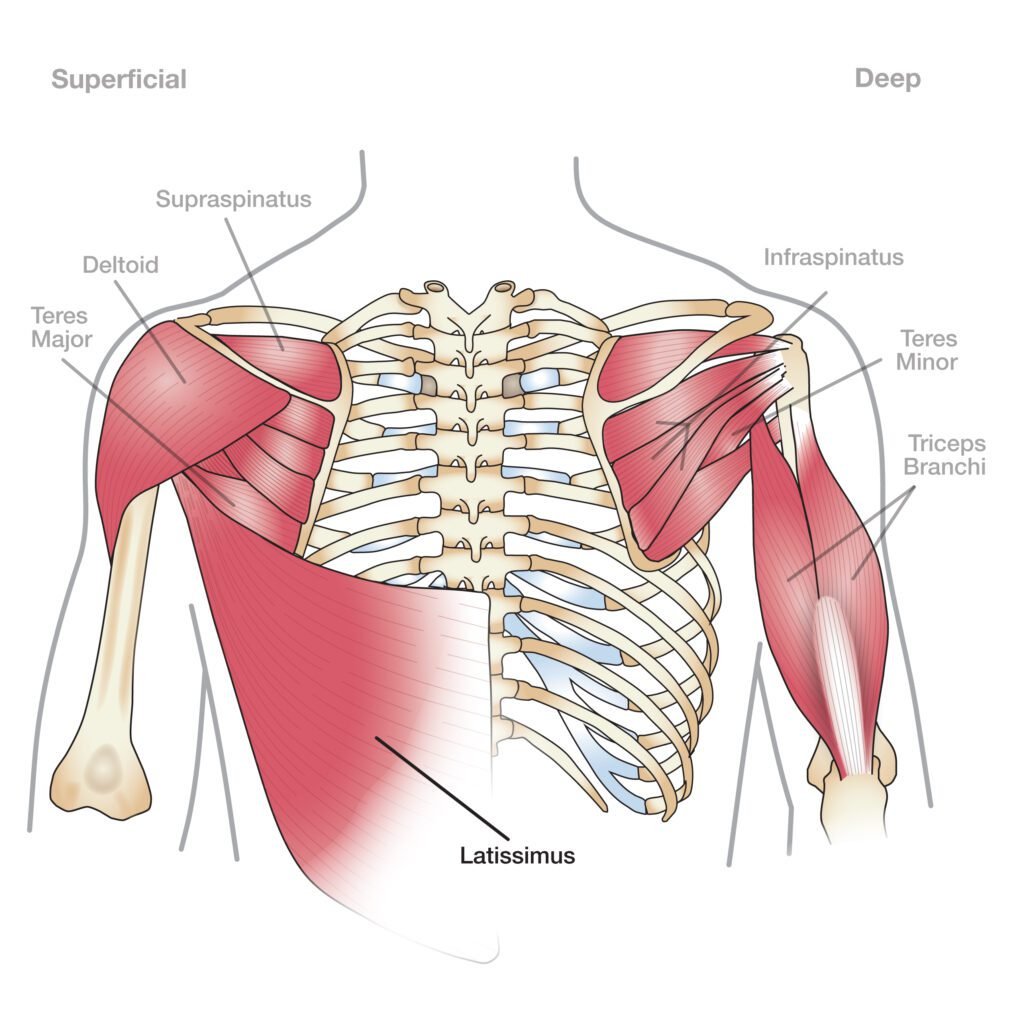 The Anatomy of the Shoulder