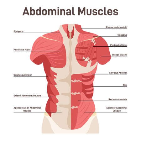 Abdominal Muscles, Do Ab Workouts Burn Belly Fat?